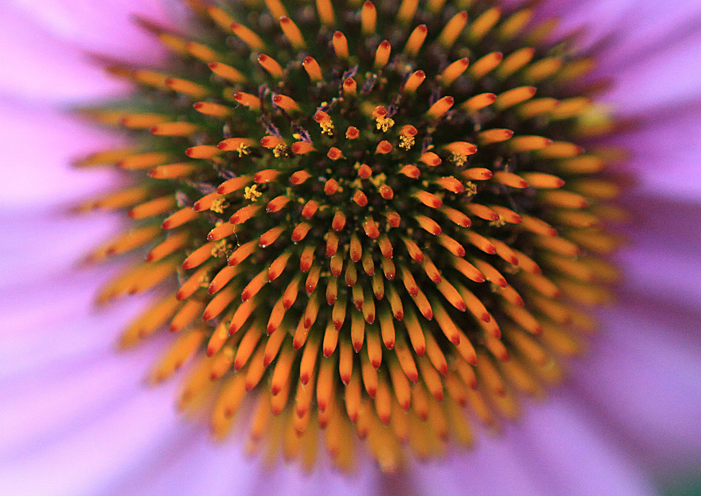 Photography: In the garden